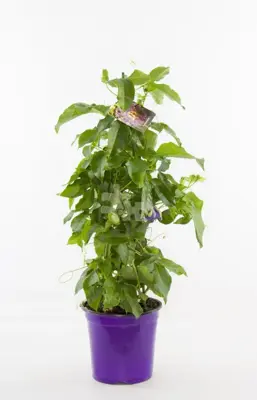 Passiflora pyramide (Passiebloem) 70cm - afbeelding 1