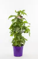 Passiflora pyramide (Passiebloem) 70cm kopen?