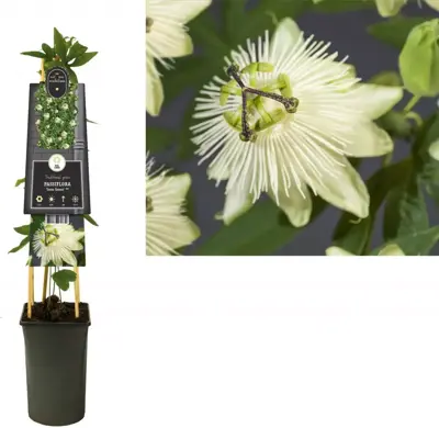 Passiflora 'Snow Queen' PBR () klimplant 75cm - afbeelding 1