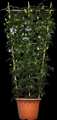 Passiflora 'Snow Queen' PBR (Passiebloem) klimplant - afbeelding 6