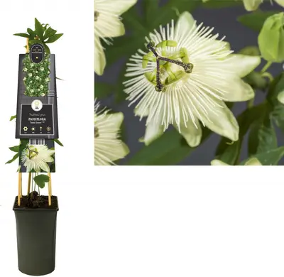 Passiflora 'Snow Queen' PBR (Passiebloem) klimplant - afbeelding 1