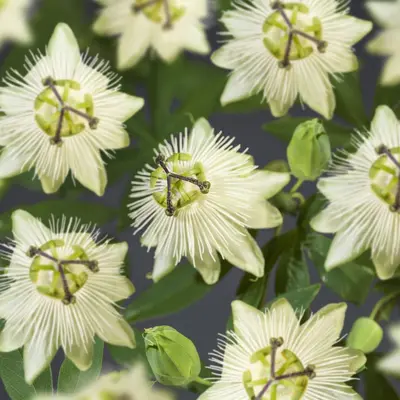 Passiflora 'Snow Queen' PBR (Passiebloem) klimplant - afbeelding 2