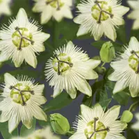 Passiflora 'Snow Queen' PBR (Passiebloem) klimplant - afbeelding 2