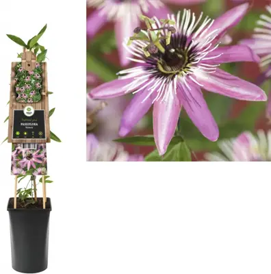 Passiflora 'Victoria' (Passiebloem) klimplant - afbeelding 1