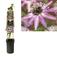 Passiflora 'Victoria' (Passiebloem) klimplant - afbeelding 2