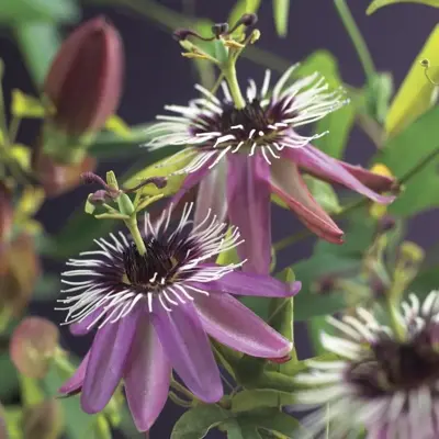 Passiflora 'Victoria' (Passiebloem) klimplant - afbeelding 3