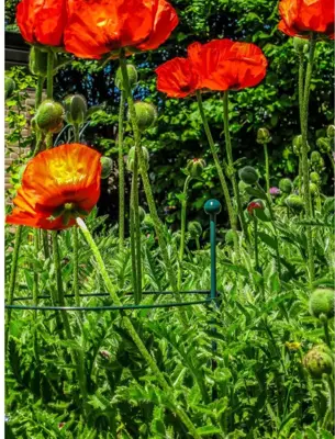 Peacock glasfiber grondpin 100 cm - ø 8 mm - afbeelding 2