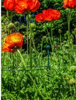 Peacock glasfiber grondpin 50 cm - ø 8 mm - afbeelding 2