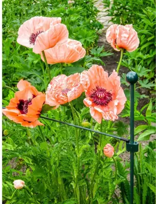 Peacock glasfiber grondpin 50 cm - ø 8 mm - afbeelding 4