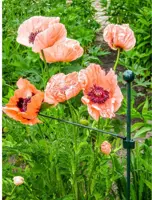 Peacock glasfiber grondpin 50 cm - ø 8 mm - afbeelding 4