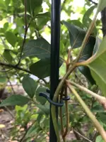 Peacock plantenclips 30 stuks - afbeelding 2