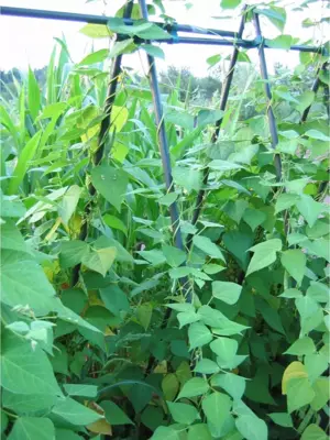 Peacock plantenstaak 210 cm - Ø 16 mm - afbeelding 4