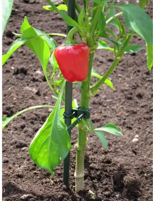 Peacock plantenstaak 210 cm - Ø 16 mm - afbeelding 2