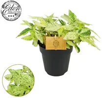 Pellionia repens 20cm - afbeelding 1