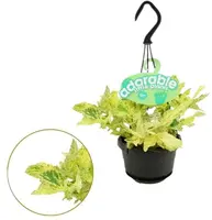 Pellionia repens 'Variegata' (Watermeloenbegonia) 15cm - afbeelding 1