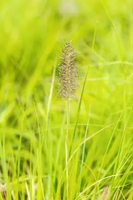 Pennisetum alopecuroides 'Hameln Gold' (Lampepoetsergras 'Hameln Gold') - afbeelding 3
