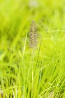 Pennisetum alopecuroides 'Hameln Gold' (Lampepoetsergras 'Hameln Gold') - afbeelding 3