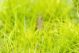 Pennisetum alopecuroides 'Hameln Gold' (Lampepoetsergras 'Hameln Gold') - afbeelding 2