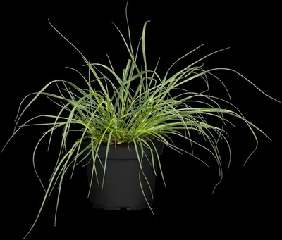 Pennisetum alopecuroides 'Hameln Gold' (Lampepoetsergras 'Hameln Gold') - afbeelding 1