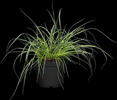Pennisetum alopecuroides 'Hameln Gold' (Lampepoetsergras 'Hameln Gold') - afbeelding 1