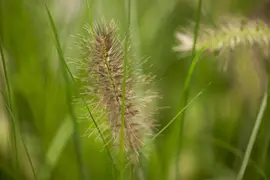 Pennisetum Alopecuroides Hameln (Lampenpoetsersgras) - afbeelding 4