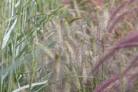 Pennisetum Alopecuroides Hameln (Lampenpoetsersgras) - afbeelding 9