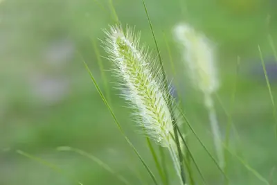Pennisetum Alopecuroides Hameln (Lampenpoetsersgras) - afbeelding 18