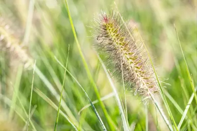 Pennisetum Alopecuroides Hameln (Lampenpoetsersgras) - afbeelding 32
