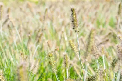 Pennisetum Alopecuroides Hameln (Lampenpoetsersgras) - afbeelding 33