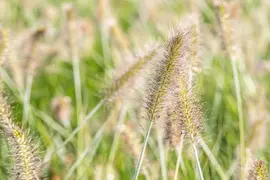 Pennisetum Alopecuroides Hameln (Lampenpoetsersgras) - afbeelding 34
