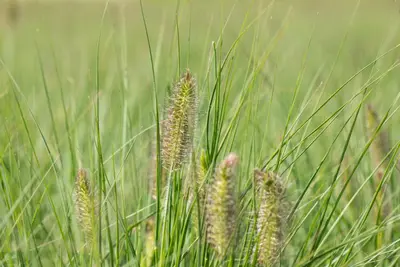 Pennisetum Alopecuroides Hameln (Lampenpoetsersgras) - afbeelding 36