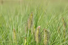Pennisetum Alopecuroides Hameln (Lampenpoetsersgras) - afbeelding 36