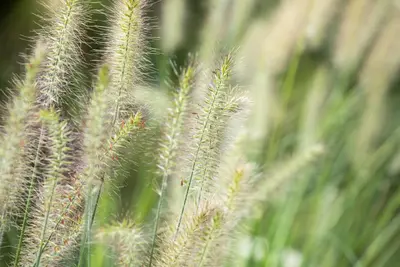 Pennisetum Alopecuroides Hameln (Lampenpoetsersgras) - afbeelding 38