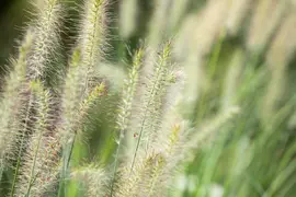 Pennisetum Alopecuroides Hameln (Lampenpoetsersgras) - afbeelding 38