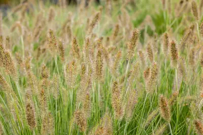 Pennisetum Alopecuroides Hameln (Lampenpoetsersgras) - afbeelding 40