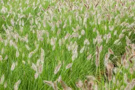 Pennisetum Alopecuroides Hameln (Lampenpoetsersgras) - afbeelding 41