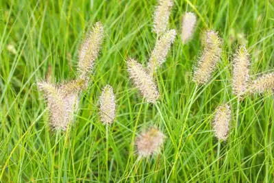 Pennisetum Alopecuroides Hameln (Lampenpoetsersgras) - afbeelding 44