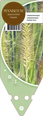 Pennisetum Alopecuroides Hameln (Lampenpoetsersgras) - afbeelding 1