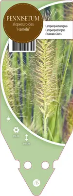 Pennisetum Alopecuroides Hameln (Lampenpoetsersgras) - afbeelding 1