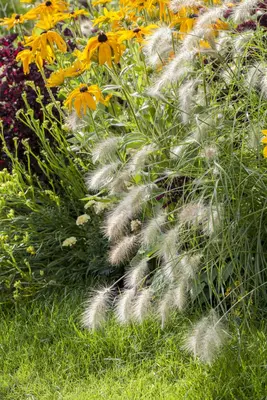 Pennisetum Alopecuroides Hameln (Lampenpoetsersgras) - afbeelding 5