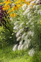 Pennisetum Alopecuroides Hameln (Lampenpoetsersgras) - afbeelding 5