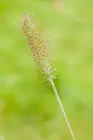Pennisetum Alopecuroides Hameln (Lampenpoetsersgras) - afbeelding 15