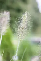 Pennisetum Alopecuroides Hameln (Lampenpoetsersgras) - afbeelding 17
