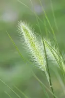 Pennisetum Alopecuroides Hameln (Lampenpoetsersgras) - afbeelding 19