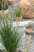 Pennisetum Alopecuroides Hameln (Lampenpoetsersgras) - afbeelding 22