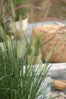 Pennisetum Alopecuroides Hameln (Lampenpoetsersgras) - afbeelding 23
