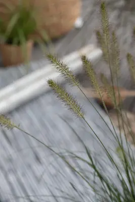 Pennisetum Alopecuroides Hameln (Lampenpoetsersgras) - afbeelding 27