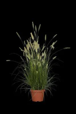Pennisetum Alopecuroides Hameln (Lampenpoetsersgras) - afbeelding 29