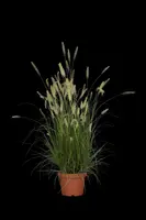 Pennisetum Alopecuroides Hameln (Lampenpoetsersgras) - afbeelding 29