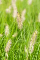 Pennisetum Alopecuroides Hameln (Lampenpoetsersgras) - afbeelding 43